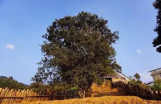 2023年邦崴古樹春茶價格多少？