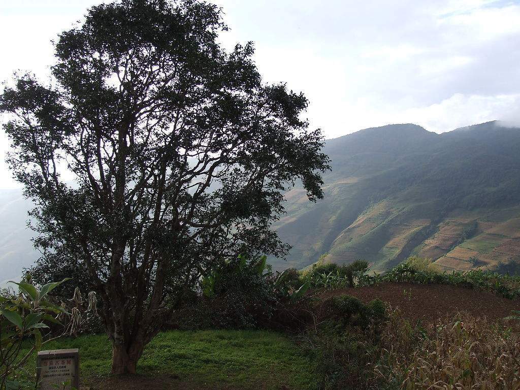 2023年邦崴古樹春茶多少錢一公斤？