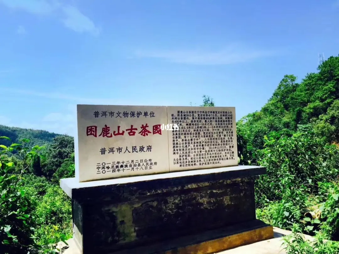 2023年困鹿山古樹春茶特點(diǎn)是什么？