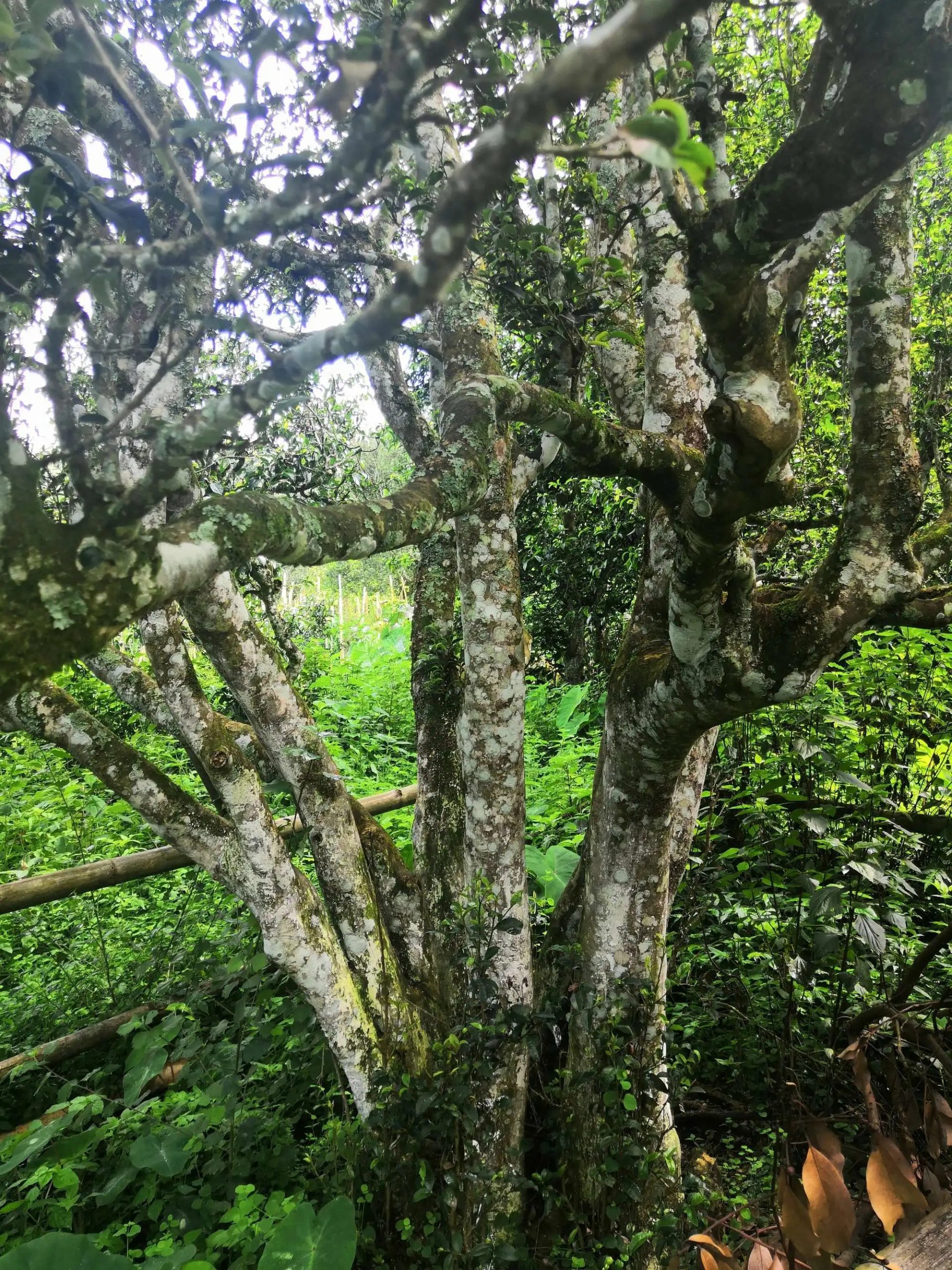 2023年困鹿山古樹春茶價格是多少？