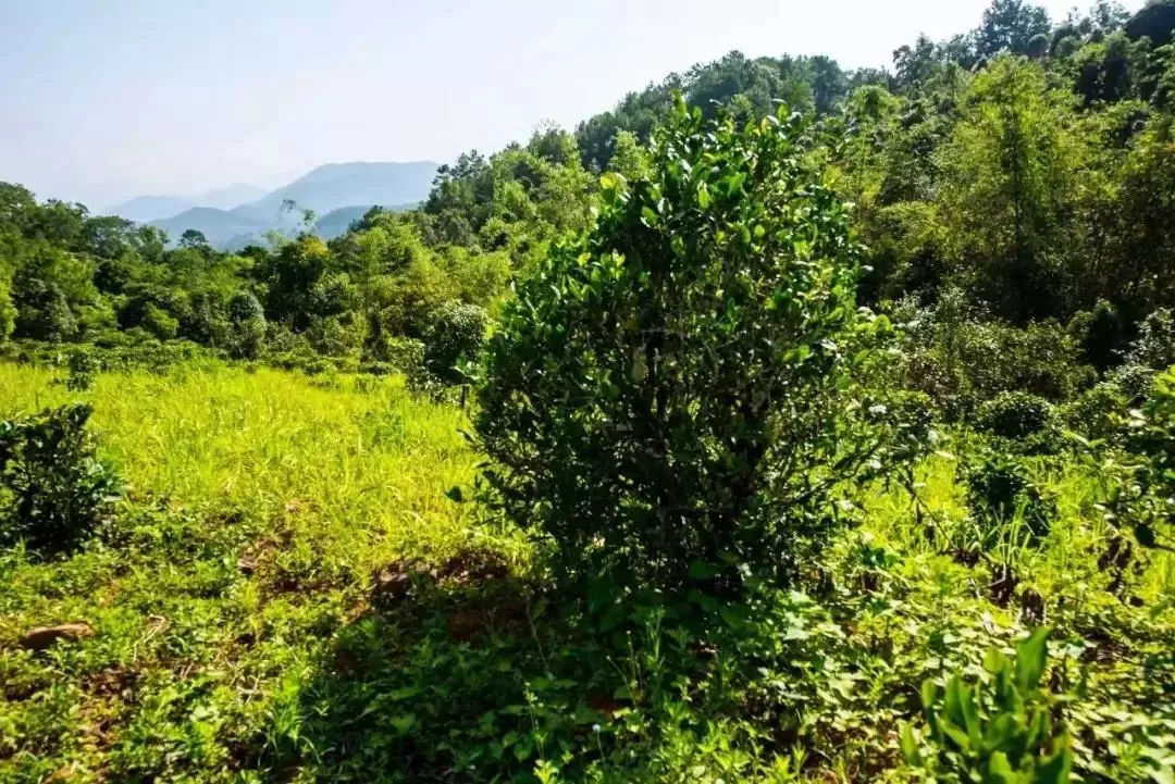 2023年迷帝古樹春茶特點是什么？