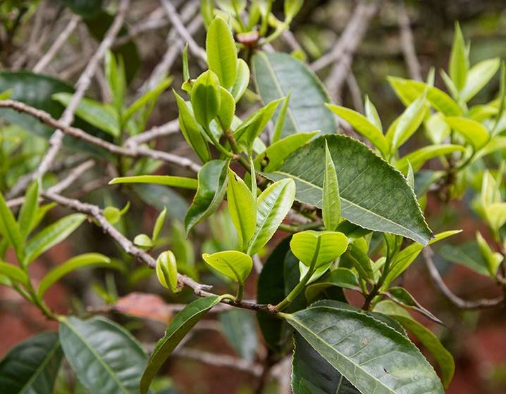 2023年苦竹山古樹春茶多少錢一公斤？