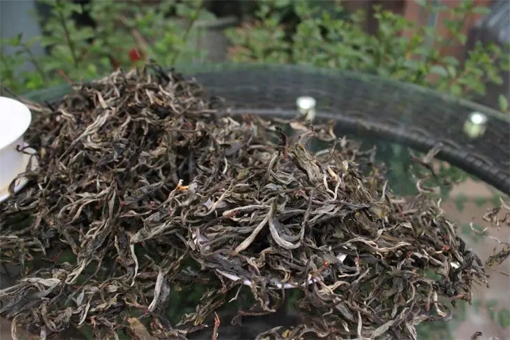 2023冰島古樹春茶品質(zhì)如何？