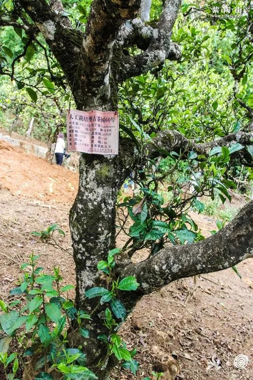 2023年小戶賽古樹春茶特點(diǎn)是什么？