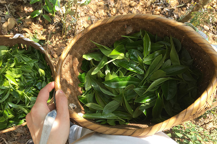 2023小戶賽古樹春茶價(jià)格是多少？