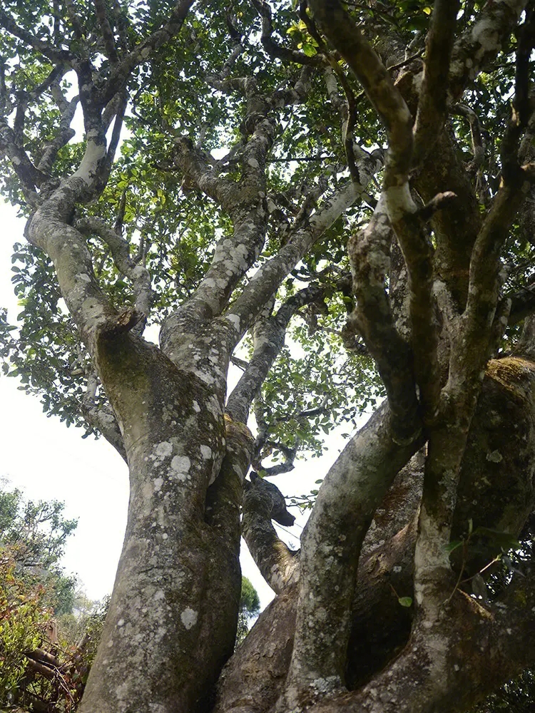 2023年白鶯山古樹春茶多少錢一公斤？