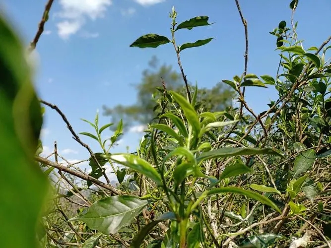 2023年昔歸古樹春茶價(jià)格是多少？