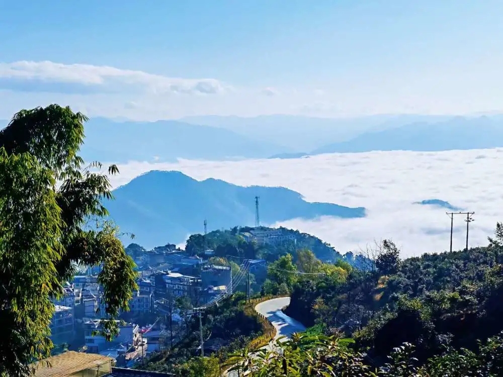 2023年邦東古樹(shù)春茶品質(zhì)如何？