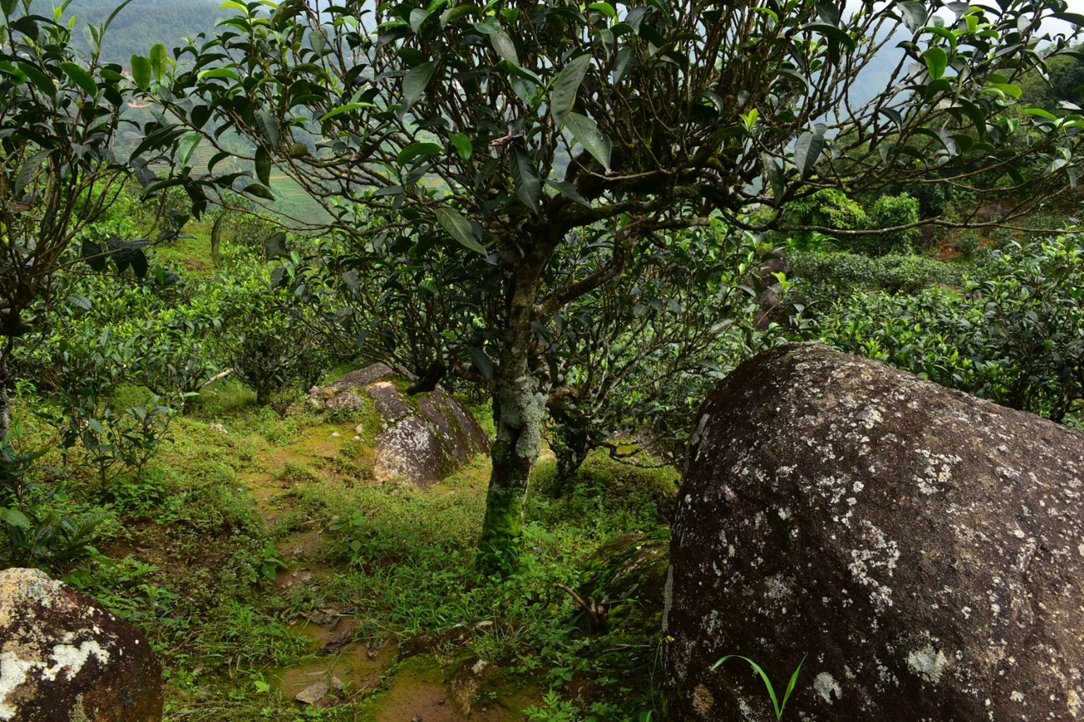 2023年邦東古樹春茶特點(diǎn)是什么？