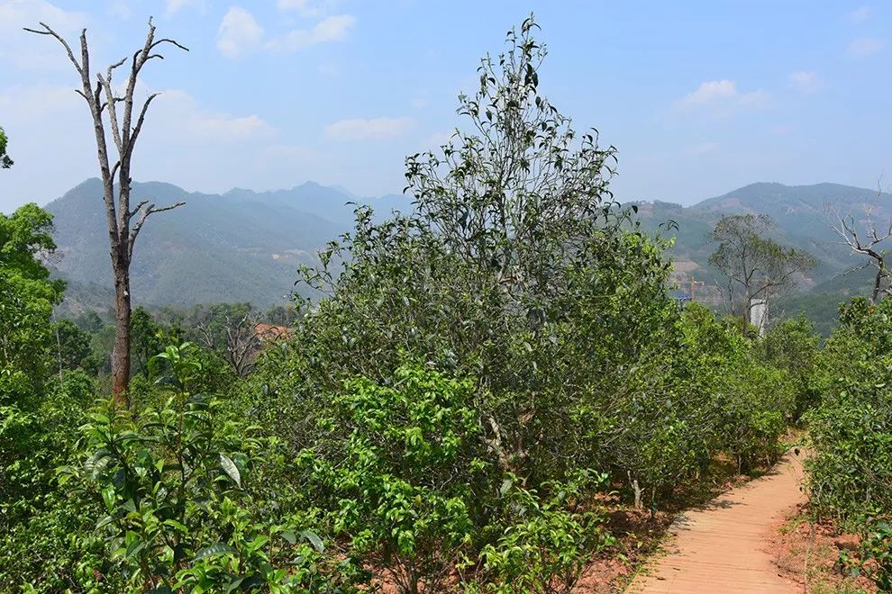 2023年邦東古樹春茶價(jià)格是多少？