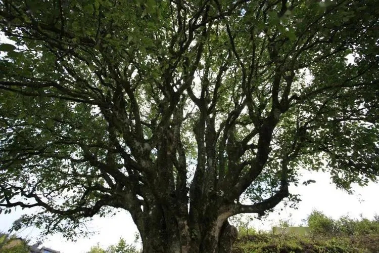 2023年香竹箐古樹春茶品質(zhì)怎么樣？