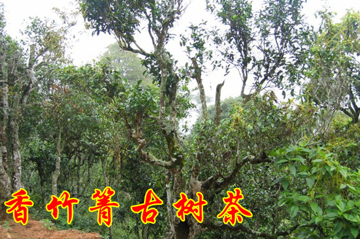 2023年香竹箐古樹春茶價(jià)格是多少？
