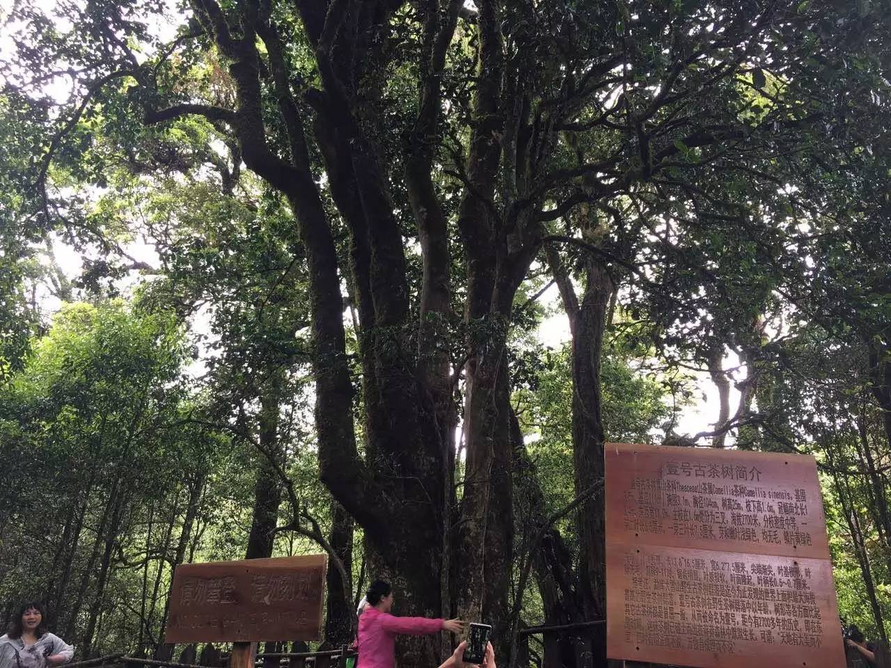 2023年大雪山古樹春茶品質(zhì)怎么樣？