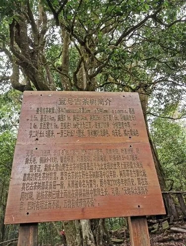 2023年大雪山古樹春茶特點(diǎn)是什么？