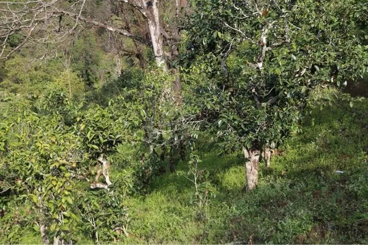 2023年大雪山古樹春茶價(jià)格是多少？