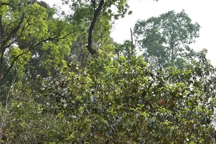 2023年大雪山古樹春茶多少錢一公斤？