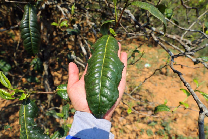 2023年忙肺古樹春茶品質(zhì)怎么樣？