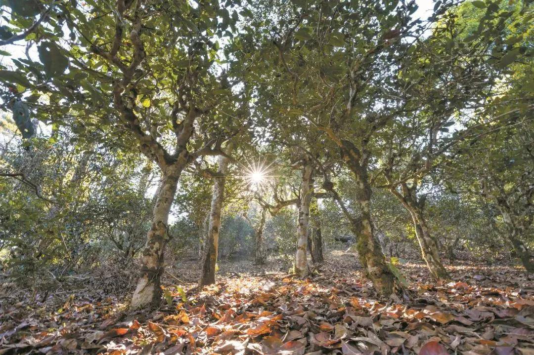 2023年忙肺古樹春茶特點(diǎn)是什么？