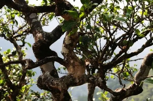 2023年忙肺古樹春茶價(jià)格是多少？