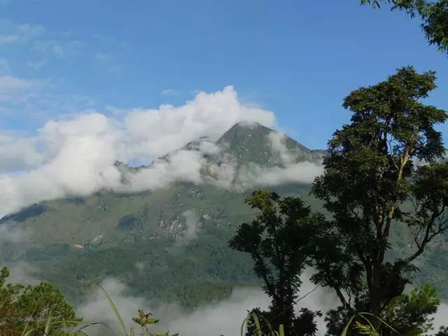 2023年忙肺古樹春茶多少一公斤？