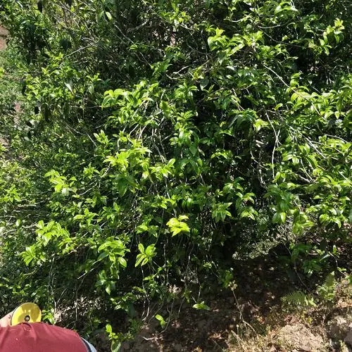 2023年那罕古樹春茶品質(zhì)如何？