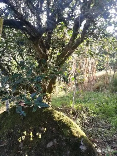 2023年那罕古樹春茶口感怎么樣？