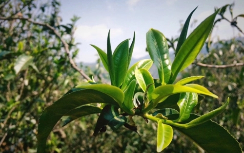 2023年小戶賽古樹春茶品質怎么樣？