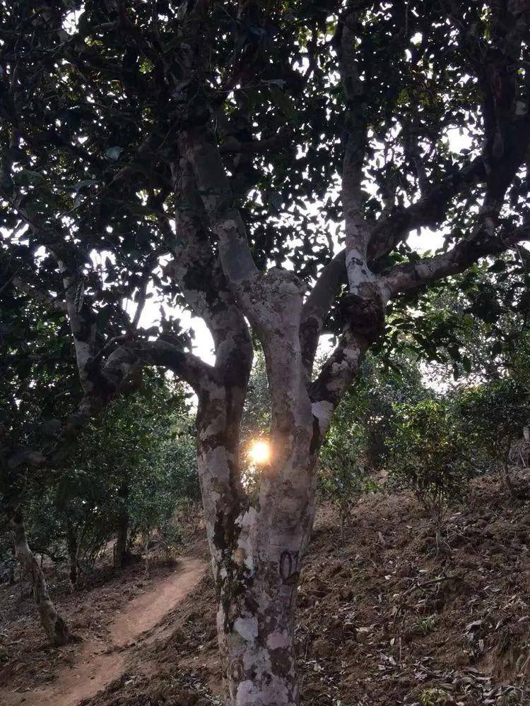 2023年小戶賽古樹春茶口感如何？