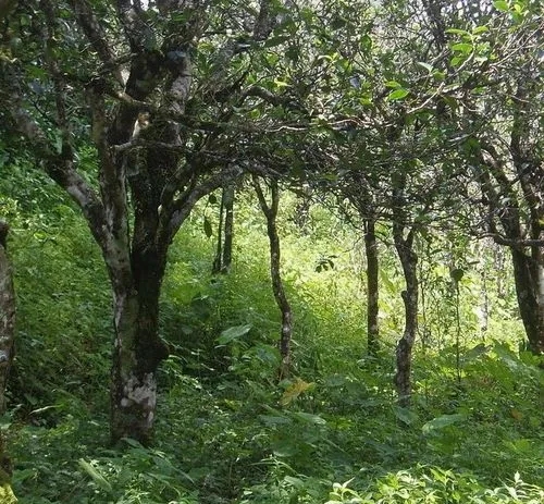 2023年小戶賽古樹春茶價格多少？