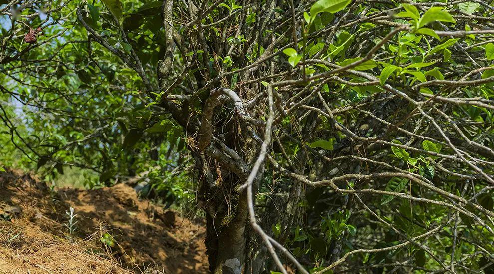 2023年正氣塘古樹春茶特點是什么？