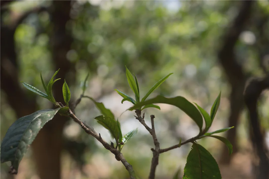 2023年壩糯古樹春茶品質如何？