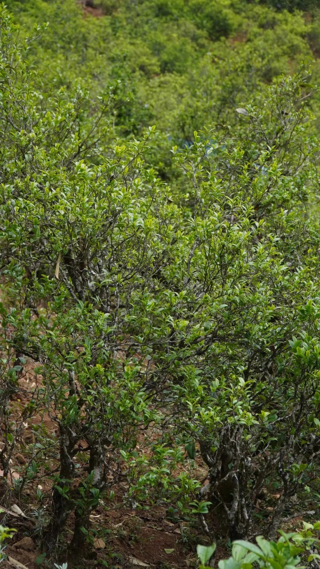 2023年壩糯古樹春茶特點是什么？