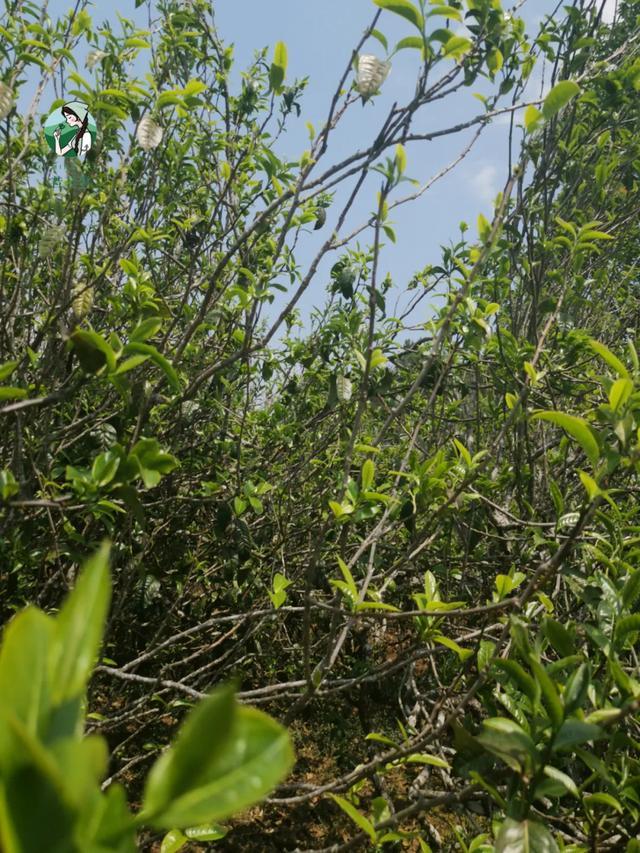 2023年壩糯古樹春茶價格是多少？