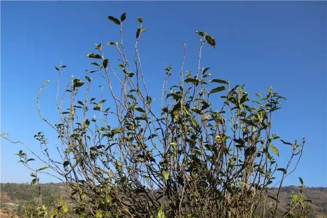 2023年那蕉古樹春茶品質如何？