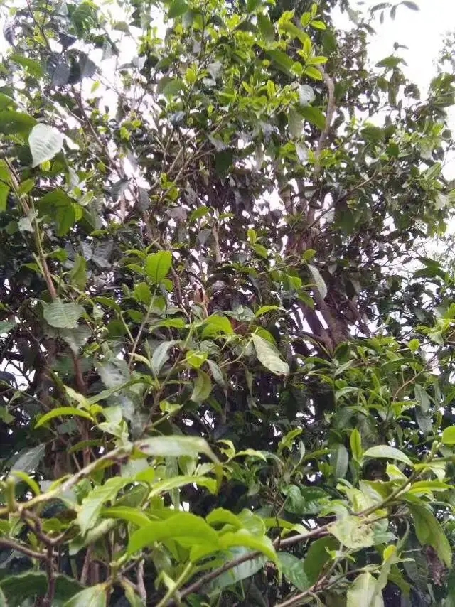 2023年那蕉古樹春茶口感怎么樣？