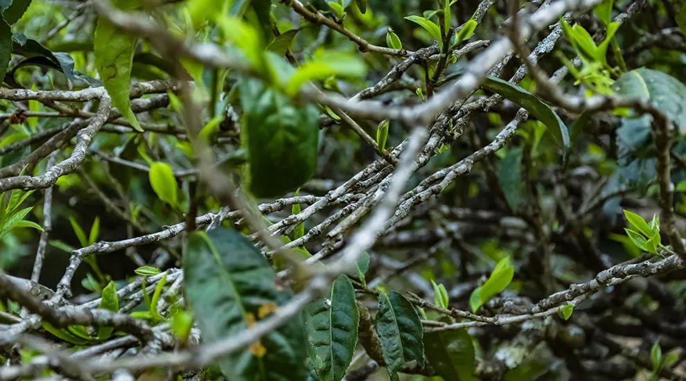 2023年那蕉古樹春茶多少一公斤？