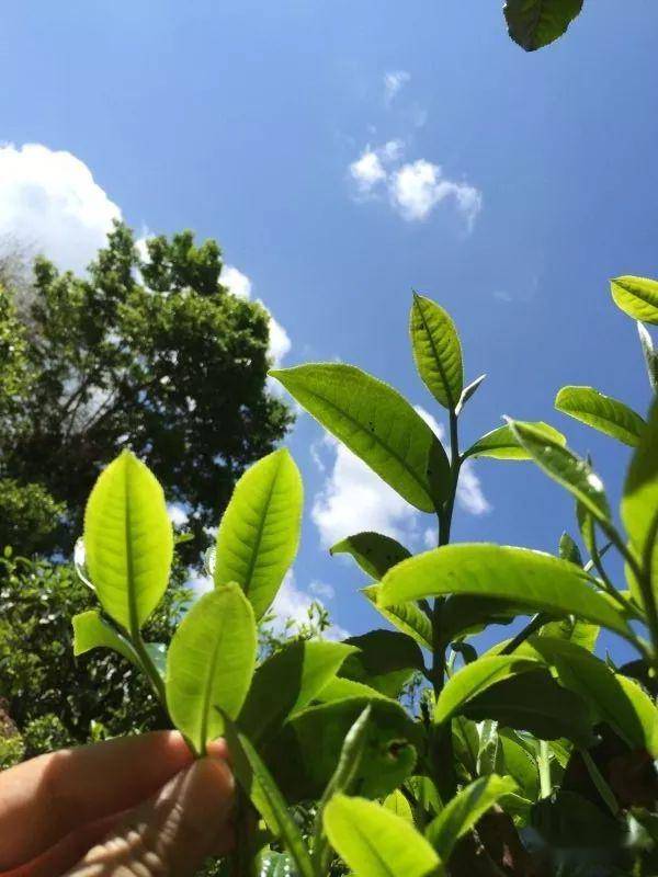 2023年南迫古樹春茶價(jià)格是多少？