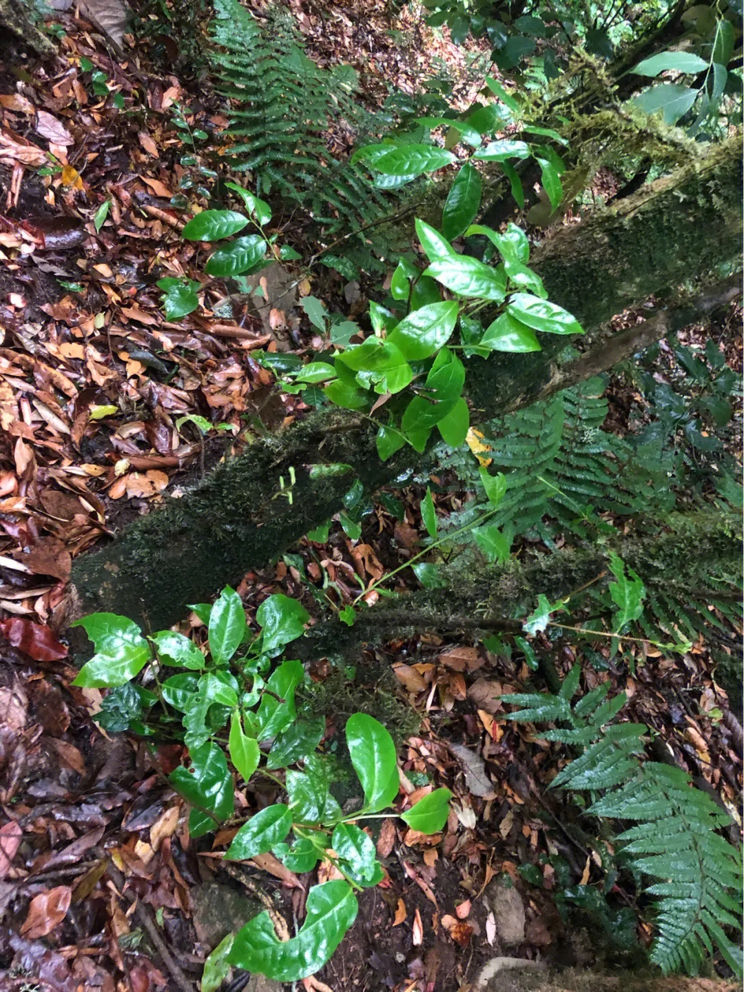 2023年南迫古樹春茶多少一公斤？