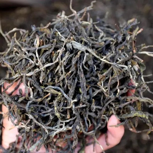 2023年地界古樹春茶品質(zhì)如何？