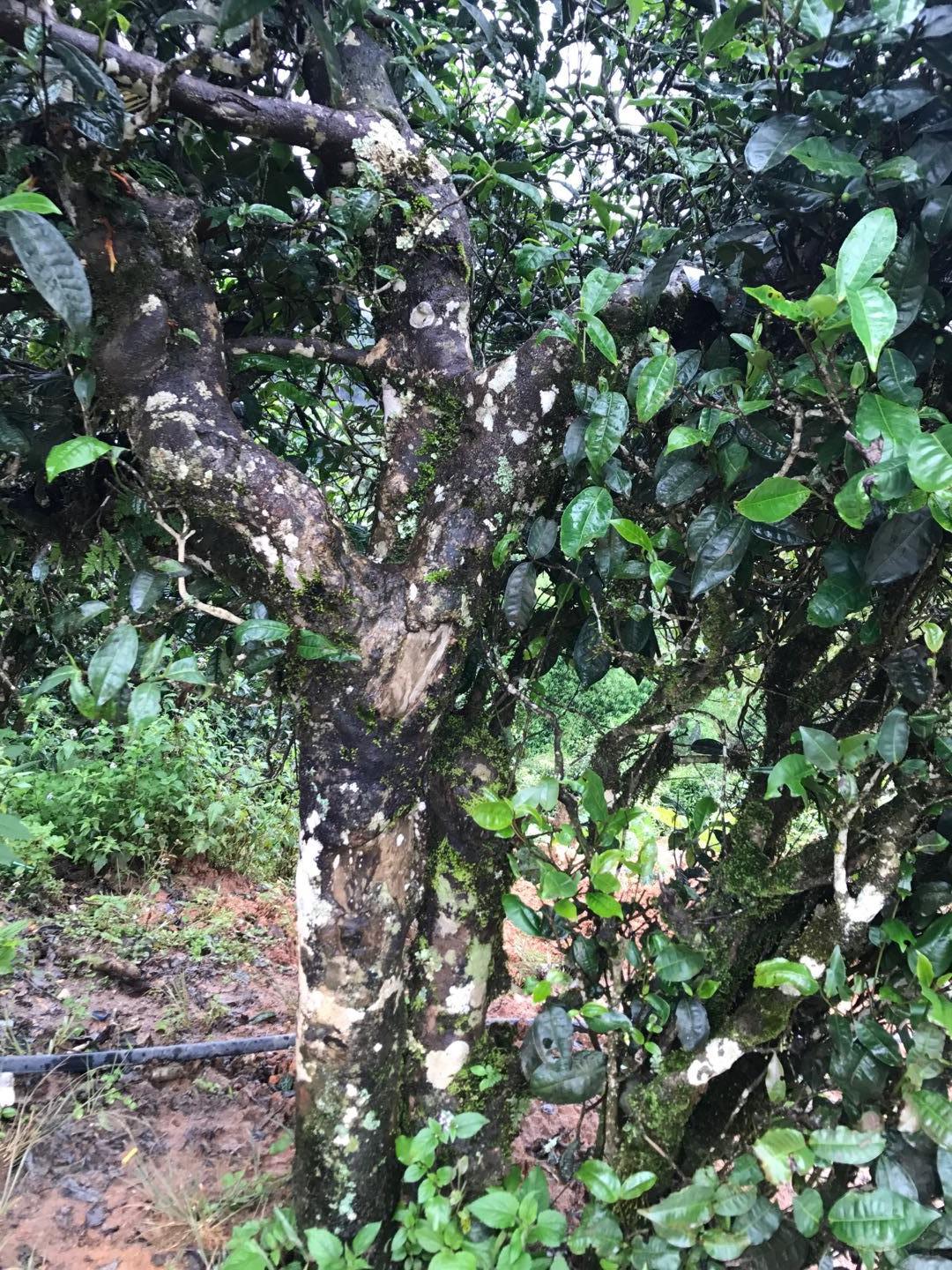 2023年地界古樹春茶價(jià)格是多少？