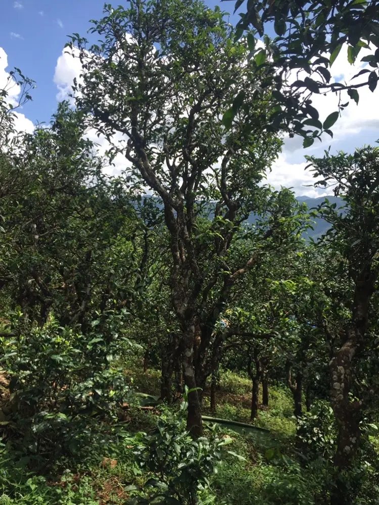 2023年地界古樹春茶多少錢一公斤？