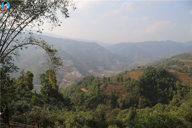 2023年壩歪古樹春茶品質(zhì)如何？