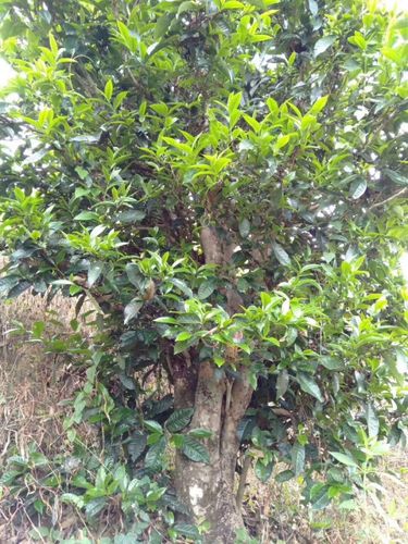 2023年壩歪古樹春茶口感怎么樣？