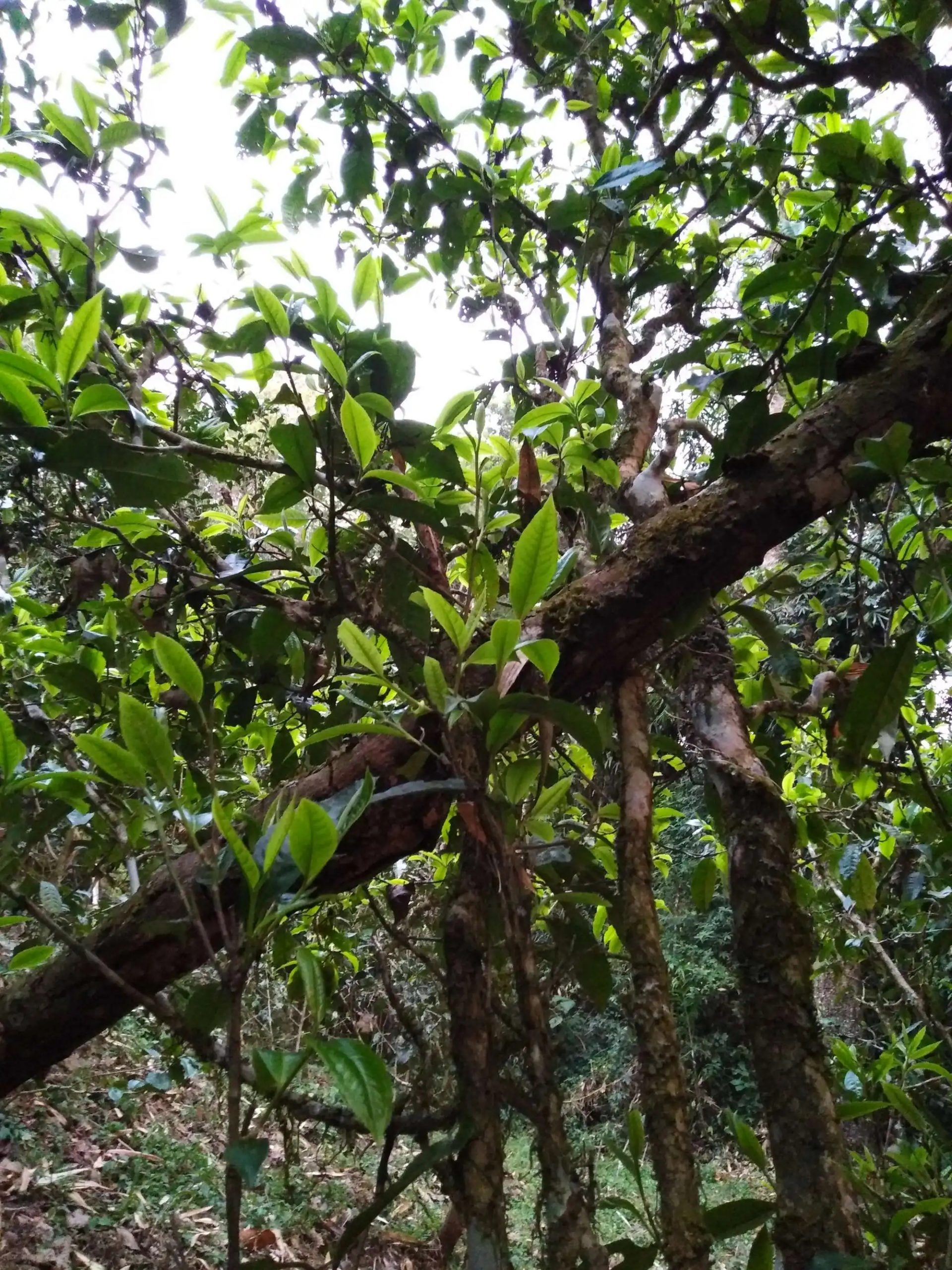 2023年糯伍古樹春茶品質(zhì)如何？