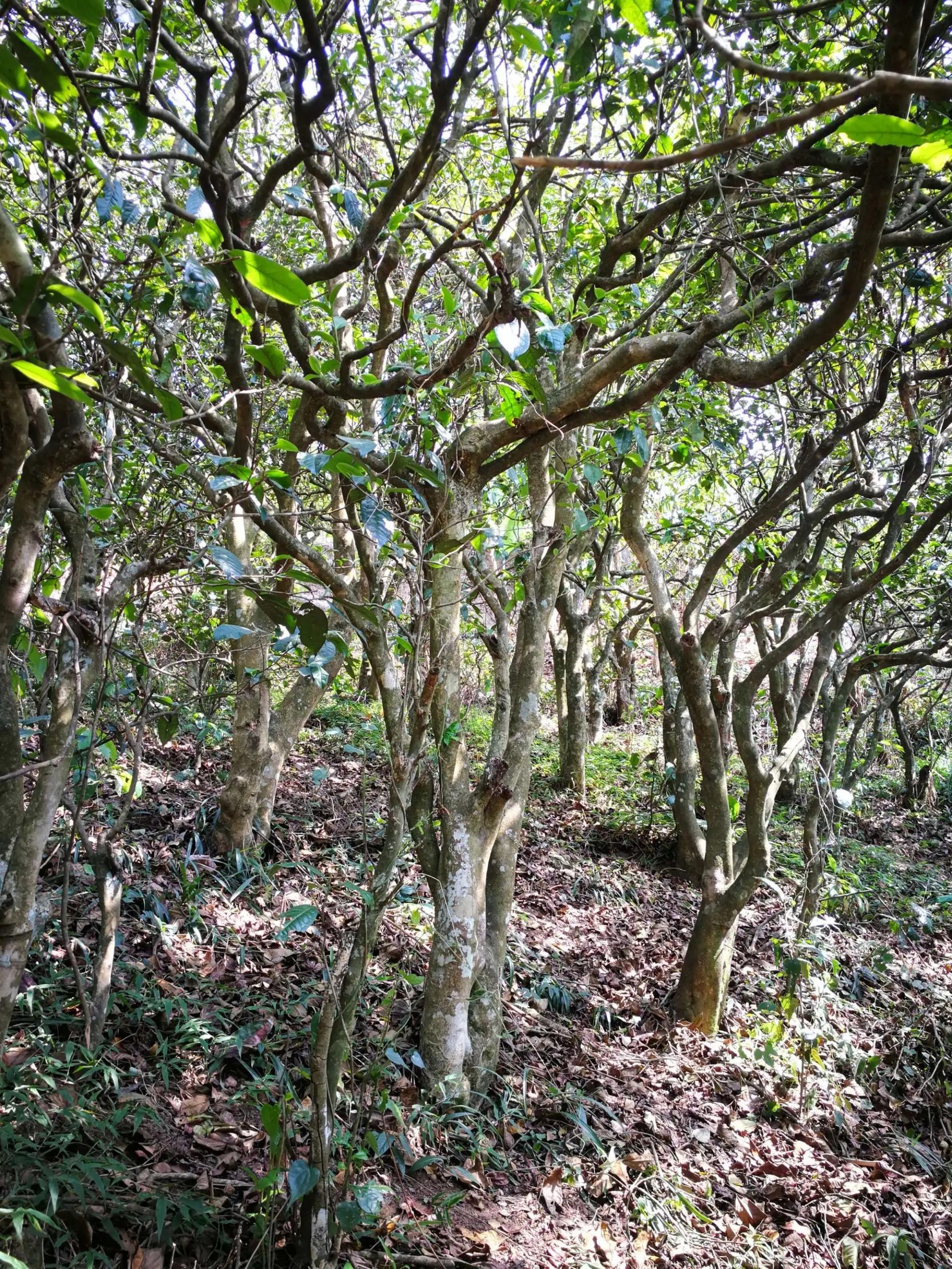 2023年糯伍古樹春茶多少一公斤？