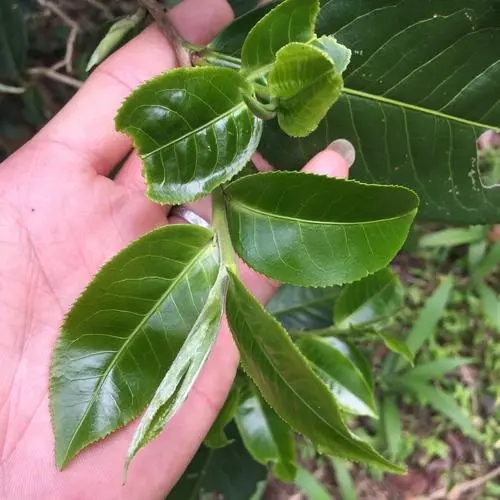 2023年薄荷塘古樹春茶口感如何？