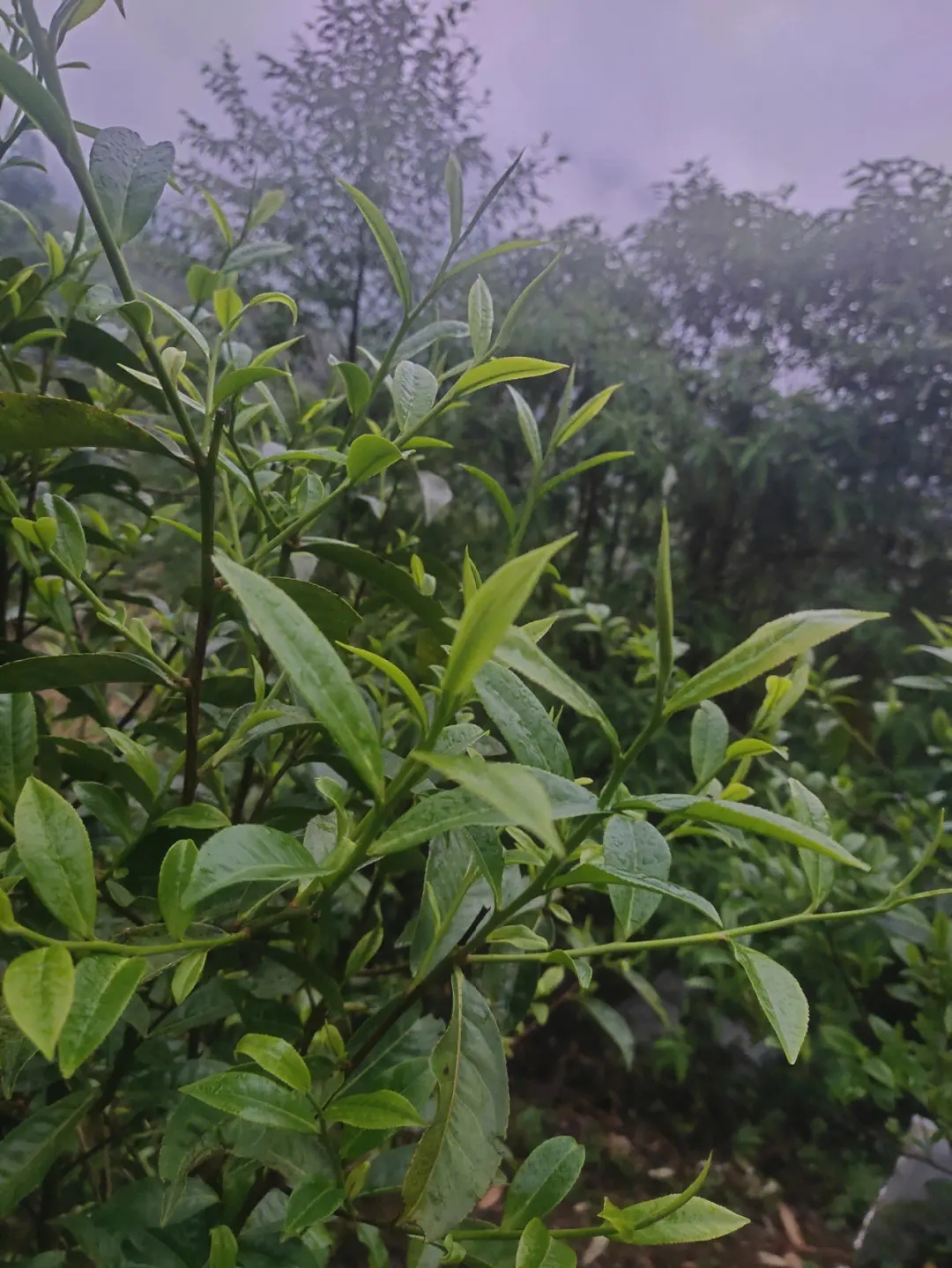 2023年薄荷塘古樹春茶特點(diǎn)？