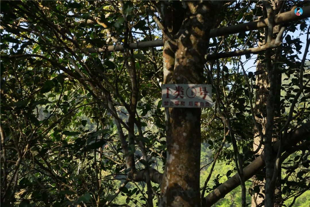 2023年薄荷塘古樹春茶價(jià)格是多少？