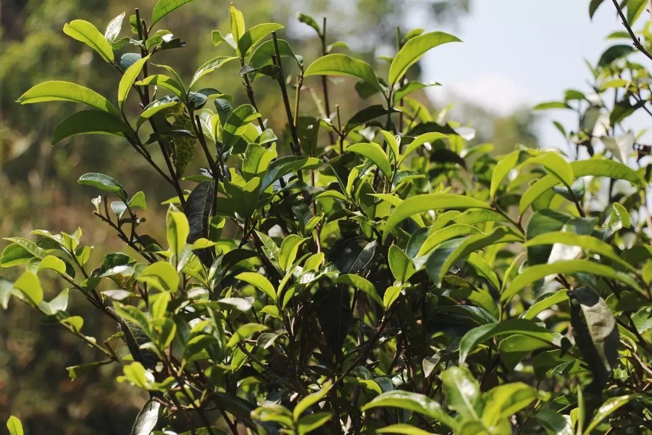 2023年彎弓古樹春茶品質(zhì)如何？