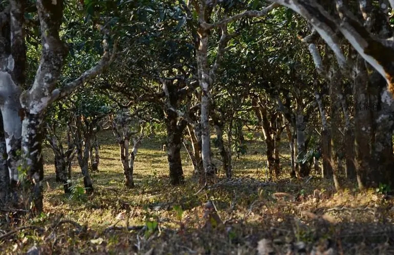 2023年彎弓古樹春茶特點(diǎn)是什么？